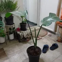 نخل نیکولای ویوکا