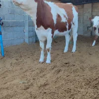 گاو|حیوانات مزرعه|شیراز, بید زرد|دیوار