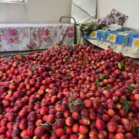 ۱۴ هزارمتر باغ چهار دیواری و سنددار آب برق|فروش دفتر صنعتی، کشاورزی، تجاری|شهریار, بکه|دیوار