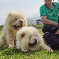 چاوچاو زبان بنفش وارداتی