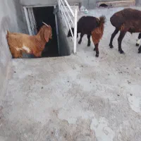 بزغاله|حیوانات مزرعه|تربت جام, میان جام|دیوار