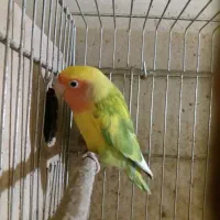 جفت مولد طوطی برزیلی|پرنده|پردیس, شهرک صنعتی خرمدشت فاز ۷|دیوار