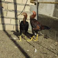 خروس لاری|حیوانات مزرعه|مهریز, |دیوار