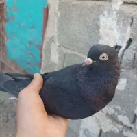 کبوتر|پرنده|ایذه, |دیوار