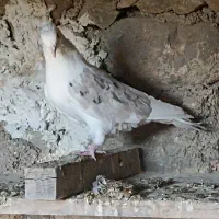 کبوتر دوکت|پرنده|سیسخت, |دیوار