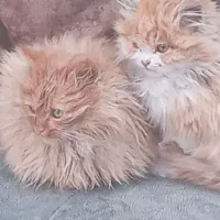 واگزاری گربه پرشین