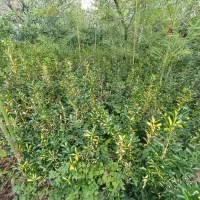 شمشاد طلایی   و ابلق|خدمات باغبانی و درختکاری|کلاچای, |دیوار