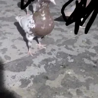 کبوترکارل