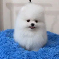 کلینیک تخصصی نژاد پودل و پامر خرسی|سگ|اصفهان, فروردین|دیوار