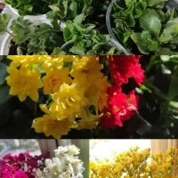 فروش گل‌های طبیعی و آپارتمانی سالم و شاداب|گل و گیاه طبیعی|اردبیل, |دیوار