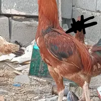 خروس سالم ذات دار  و ماده مزغ  رودان|حیوانات مزرعه|بندرعباس, |دیوار