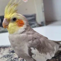 عروس هلندی نر