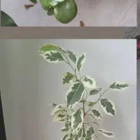 گیاهای اپارتمانی