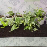 پتوس با گلدان و زیر گلدانی و خاک و گیاه درجه یک|گل و گیاه طبیعی|اهواز, نادری|دیوار