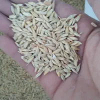 فروش جو