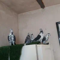 کفتر|پرنده|قم, انصارالحسین|دیوار