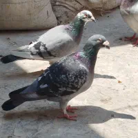 نروماده ضمانتی