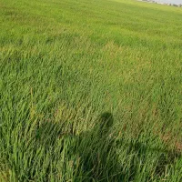 زمین شلتوک
