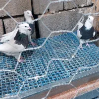 ۶ عدد ماده طوقی ودم سفید|پرنده|ابرکوه, |دیوار