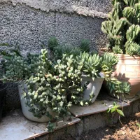 گل کاکتوس