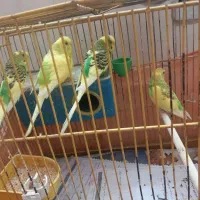 مرغ عشق. یکی قفس کاسکویی