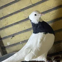 تعدادی کفتر عطیغه