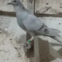 دوتا نر الماسی