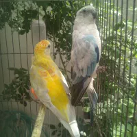 طوطی آواز خوان|پرنده|گرگان, |دیوار