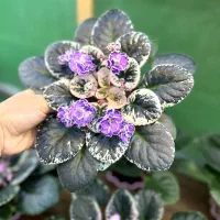 بنفشه آفریقایی ارسال از گیلان