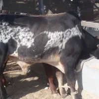 گوساله های تمیز و سالم برای پروار