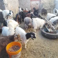 بزغاله ها فروشی هستندکیلوی ۲۷۰|حیوانات مزرعه|قائن, |دیوار