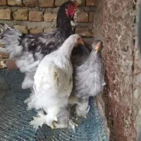 خروس و مرغ برهما اصل|حیوانات مزرعه|گنبد کاووس, |دیوار