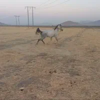 با سلام مادیان ابست