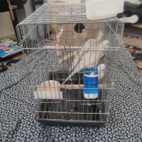 یک جفت و یه بچه ده روزه عروس هلندی