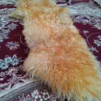 خز اصلی