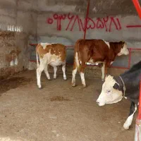 گاو|حیوانات مزرعه|بندر ترکمن, |دیوار