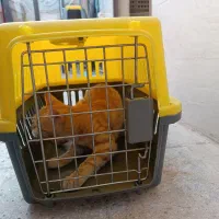 وسایل گربه درحد نو