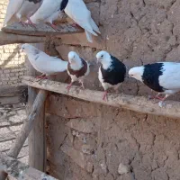 کبوتره توقی درکبودراهنگ