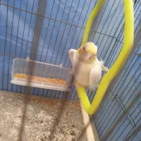 طوطی برزیلی و عروس جوجه 3 ماهه فووری|پرنده|محمدیه-قزوین, |دیوار