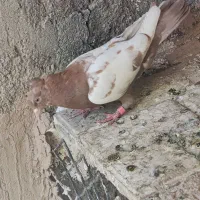 سینه سرخ پرشی نر