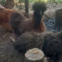 فروش مرغ خروس ابریشمی|حیوانات مزرعه|قم, زنبیل آباد|دیوار