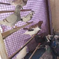 کفتر کبوترشهرستانی