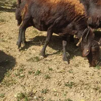 دوراس میش افشاری ابستن|حیوانات مزرعه|چادگان, |دیوار