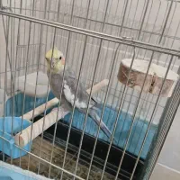 عروس هلندی نر ۱۰ ماهه|پرنده|قزوین, |دیوار