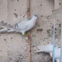 کفتر یال افشون|پرنده|فلاورجان, |دیوار