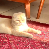 اسکاتیش نر جفتیابی