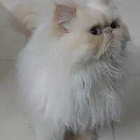 گربه پرشین ماده و نر