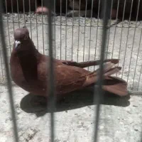 ماده سرخ|پرنده|دورود, |دیوار