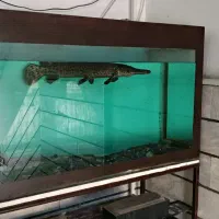 ماهی االیگیتور|ماهی|قزوین, |دیوار