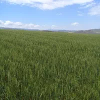 ۱۰ هکتار زمین کشاورزی دیم مرغوب در دشت مغان